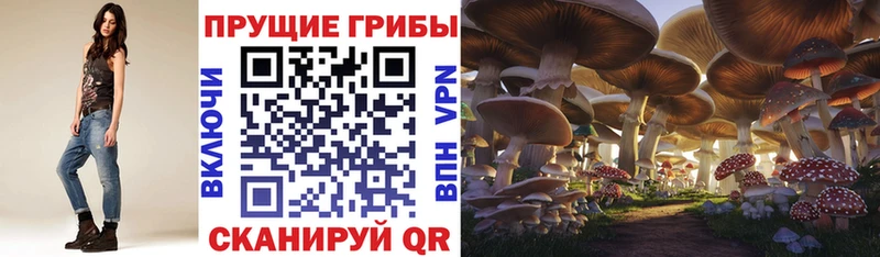 как найти   Волосово  Псилоцибиновые грибы мухоморы 